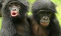 Monkey expresses emotions like humans