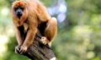Monkey is the reason why people go to the forest to get malaria
