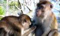 Monkey knows how to change his love service