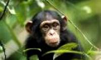 Monkey knows how to plan