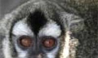 Monkey owl lives more faithfully with a mate than a human