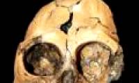 Monkey skull fossil 6 million years old in China