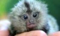 Monkey squirts as big as a finger
