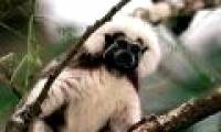 Monkeys can recognize simple grammar