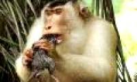 Monkeys eat rat meat, astonishing researchers