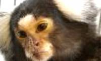Monkeys have a way of