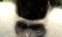 Monkeys have the most funny faces