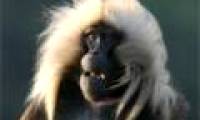 Monkeys know to say 'like' people