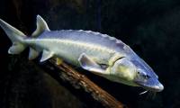'Monster fish' in Russia's 1,642m deep lake: Inside there is an extremely expensive 'pearl', spending too much money may not be able to buy it