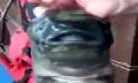 Monster fish with two round mouths bite the Russian fisherman