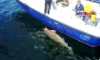 Monster shark weighing 7 quintals biting Irish fishermen