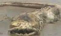 Monster teeth pointed at Mexico beach