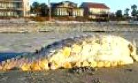 'Monster' washed ashore on the US coast