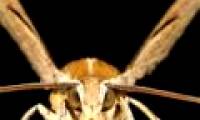 Monstrous defense mechanism of moths