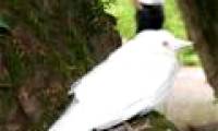 Monstrous white crow appeared in England