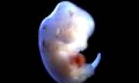Moral controversy when Japan allowed the creation of human embryos and mice