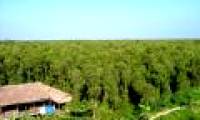 More rare animals in U Minh Ha forest