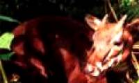 More than 800 creatures are threatened