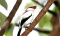 More than 860 wildlife species have become extinct