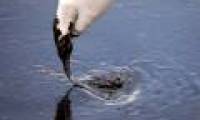 More than 9 million liters of oil spill into the Gulf of Mexico every day