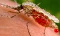 Mosquito-changing mosquitoes