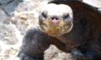 Mosquitoes evolved to threaten wildlife on Galapagos Island