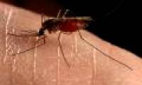 Mosquitoes use genes to