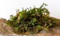 Mosses can replace medical marijuana in the future