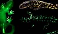 Most amphibians can glow in the dark