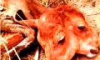 Mother cow gives birth 2 calves