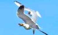 Mother gulls helplessly watch her child swallowed by her kind