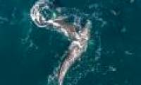 Mother whale carries a spectacular escape between the killer whales