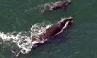 Mother whales lower their voices, whispering to their babies to avoid being spotted by hunters