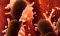 Mothers are more likely to die from E. coli infection