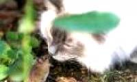Mouse threatens cats