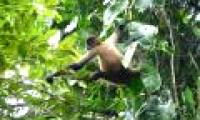Much of the rainforest ecosystem will be destroyed
