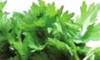 Mugwort - Overdose can be poisoned