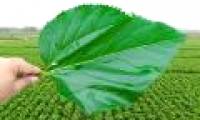 Mulberry leaves can help treat diabetes