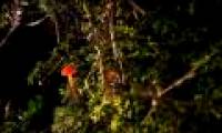 Multi-color mushroom mats flourish in Da Lat forest
