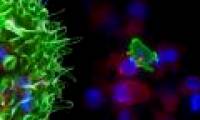 'Murderous army' in human blood cells