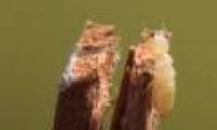 Mushrooms and termites - Symbiotic relationship