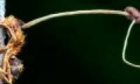 Mushrooms grow long after turning ants into living corpses