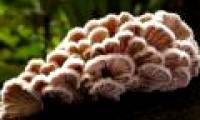 Mushrooms have more than 23,000 sexes to reproduce