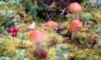 Mushrooms slow down the warming of the climate