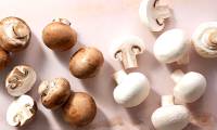 Mushrooms - The silent 'architects' of nature