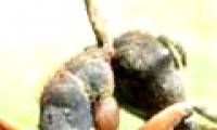 Mushrooms turn ants into zombies to control ants, to kill ants around the nest