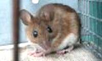 Music will help your heart transplant mice live longer
