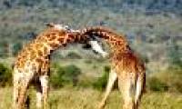 'Must act immediately to protect biodiversity