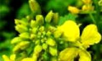 Mustard can limit the destruction of chemical weapons
