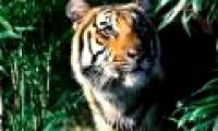Myanmar established the world's largest tiger reserve